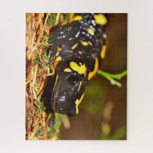 Schöner Feuersalamander Puzzle
