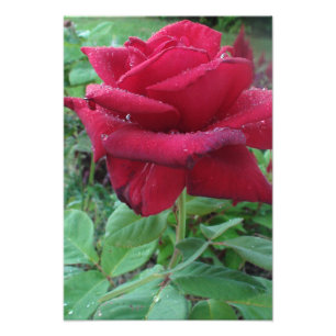 Schöner Fotodruck einer roten Rose mit Regentropfe