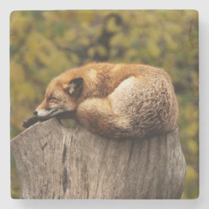 Schöner Fox Schlafen auf einem Baumstumpf Steinuntersetzer