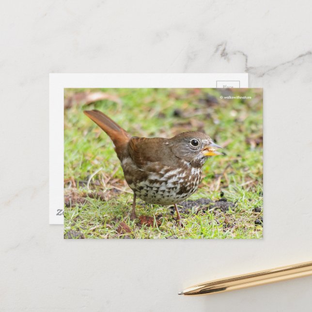 Schöner Fox Sparrow Songbird im Gras Postkarte (Vorderseite/Rückseite Beispiel)