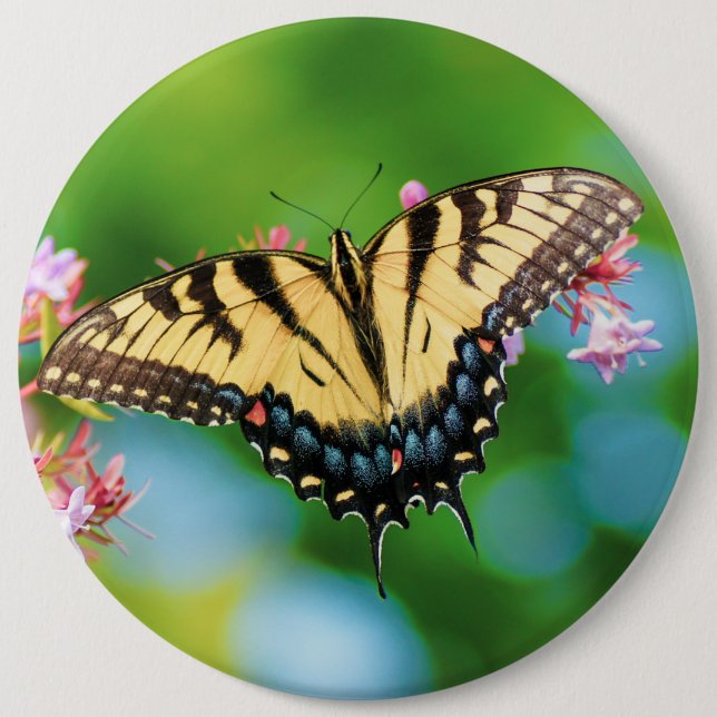 Schöner Frack-Schmetterling auf hübschen Blume Button (Vorderseite)