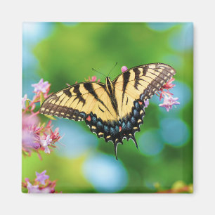 Schöner Frack-Schmetterling auf hübschen Blume  Magnet