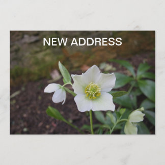 Schöner Frühling Blume Neue Adresse Ankündigung