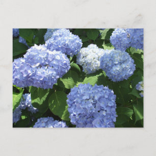 Schöner Garten, Hortensienblüten Foto Postkarte