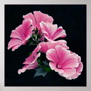 Schöner Garten Rosa Rose Blume Poster