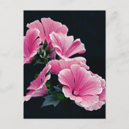 Schöner Garten Rosa Rose Blume Postkarte