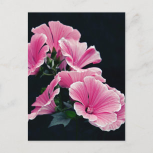 Schöner Garten Rosa Rose Blume Postkarte