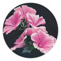 Schöner Garten Rosa Rose Blume