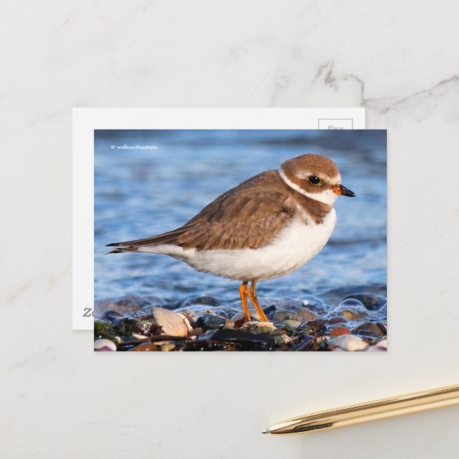 Schöner, gedämpfter Plover am Strand Postkarte (Vorderseite/Rückseite Beispiel)
