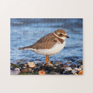 Schöner, gedämpfter Plover am Strand Puzzle