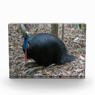 Schöner gefährdeter seltener Cassowary-Vogel Fotoblock