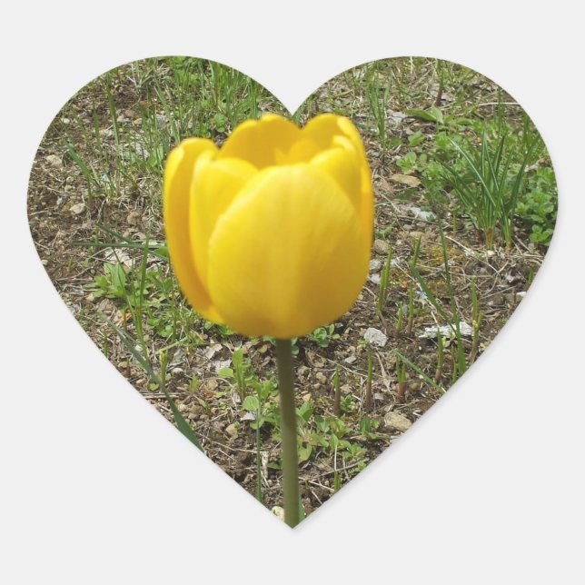 Schöner Gelber Tulip Herz-Aufkleber (Vorderseite)