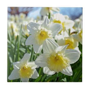 Schöner gelber und weißer Narzissengarten Fliese