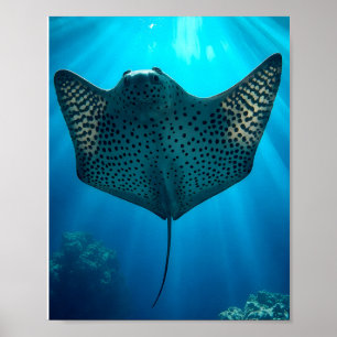 Schöner Gepunkteter Ray: Ungestörtheit unter Wasse Poster