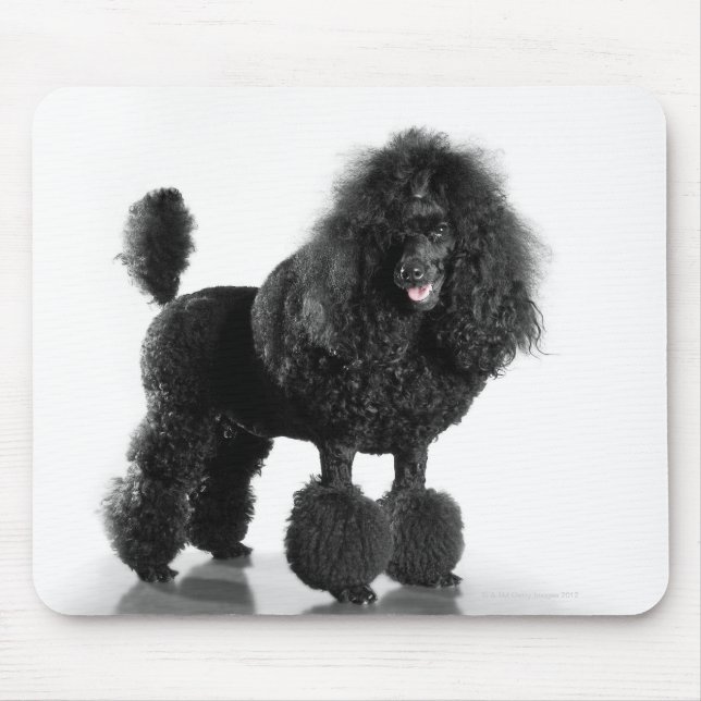 Schöner, getrimmter, schwarzer, kompletter Poodle  Mousepad (Vorne)