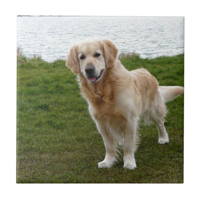 Schöner Golden Retriever Dog Stehend Fliese (Vorderseite)