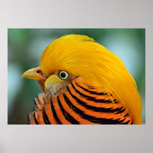 Schöner, goldener Fasanvogel Poster (Vorne)