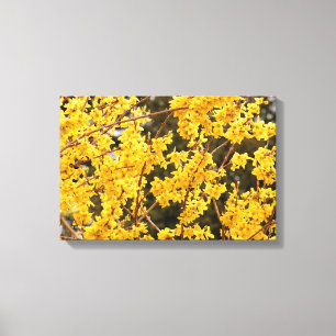 Schöner Goldener Forsythienstrauch Leinwanddruck