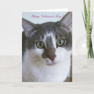 Schöner grauer und weißer Katzen-Valentinstag Feiertagskarte
