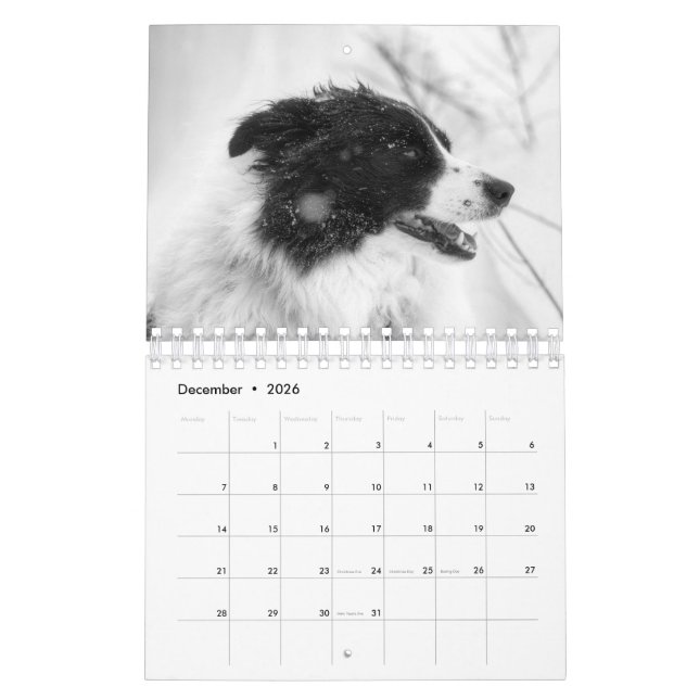 Schöner Grenz-Collie-Dog-Kalender Kalender (Dez 2026)