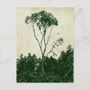 Schöner grüner Baum Postkarte