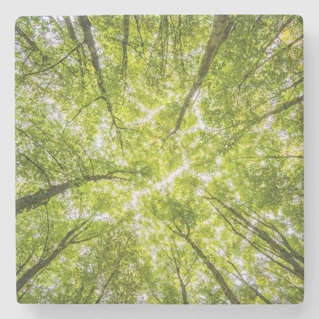 Schöner Grünwald Steinuntersetzer (Vorderseite)