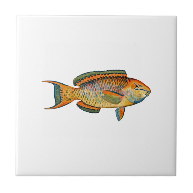 Schöner Hawaiianischer Fisch - Regal Parrotfish Fliese (Vorderseite)