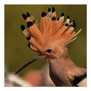 Schöner Hoopoe Bird mit Krone von Federn Poster