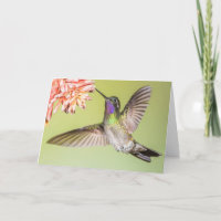 Schöner Hummingbird Fliegen zu einem Beileid der B