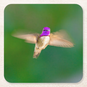 Schöner Hummingbird im Flight Untersetzer Set