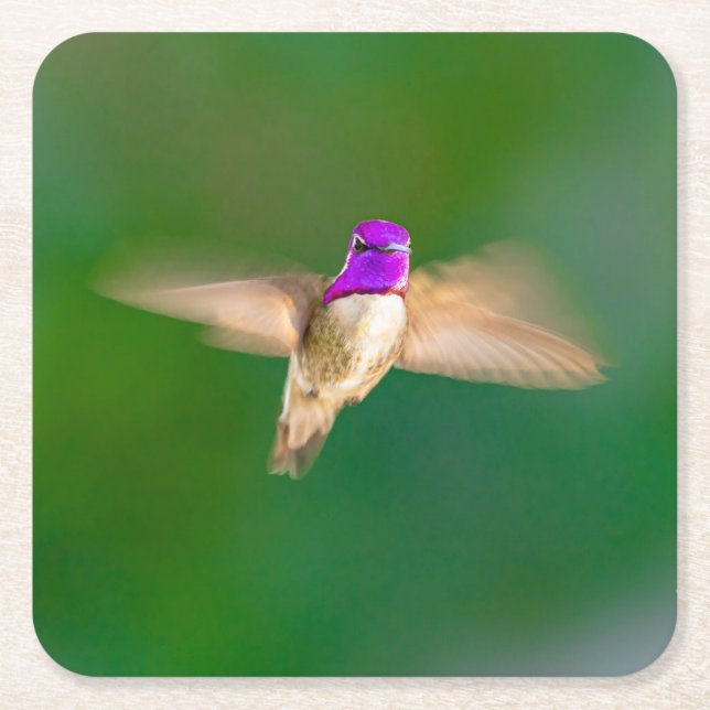 Schöner Hummingbird im Flight Untersetzer Set (Vorderseite)