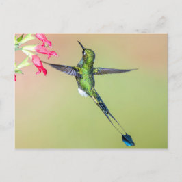 Schöner Hummingbird mit langen Schwanz Federn Postkarte