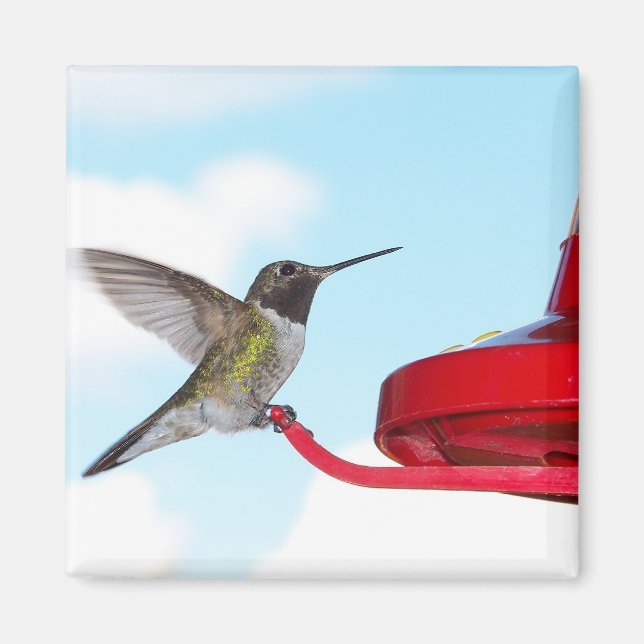 Schöner Hummingbird und Zubringerplatz Magnet (Vorne)