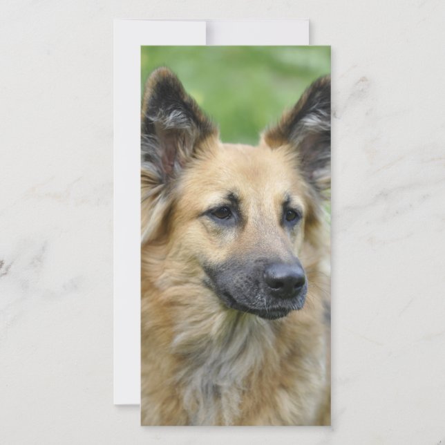 Schöner Hund (Vorderseite)