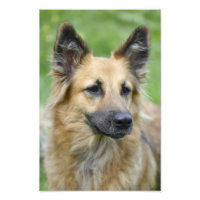 Schöner Hund