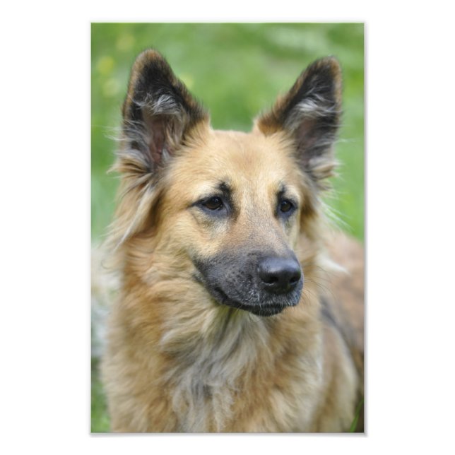 Schöner Hund Fotodruck (Vorne)