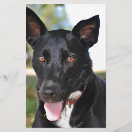 Schöner Hund mit Haselaugen