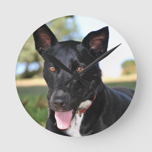 Schöner Hund mit Haselaugen Runde Wanduhr (Vorderseite)