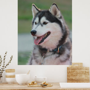 Schöner Husky Art Print Sled Dog Poster