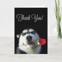Schöner Husky Hund Dankeschön Karte