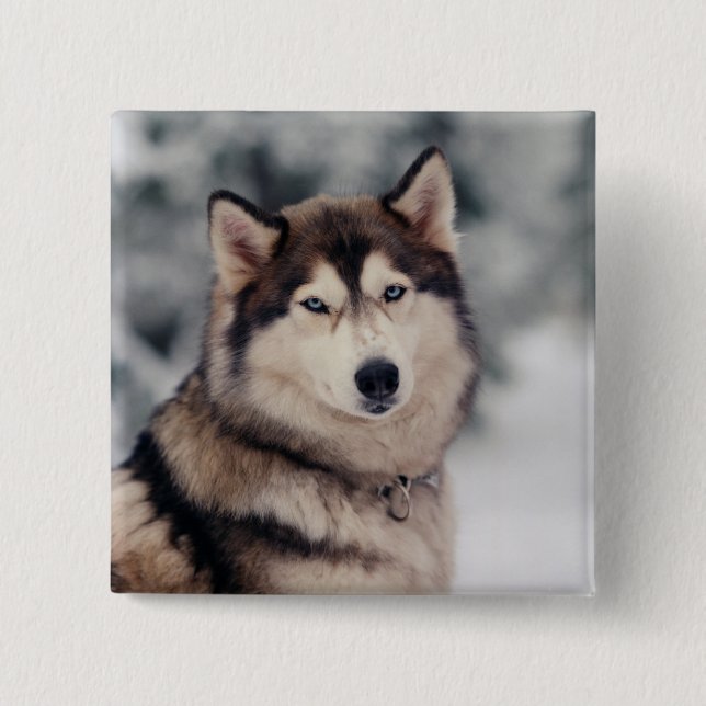 Schöner Husky im Freien Button (Vorderseite)