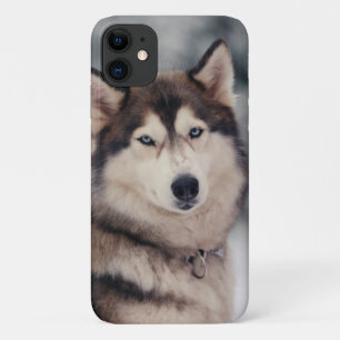 Schöner Husky im Freien Case-Mate iPhone Hülle