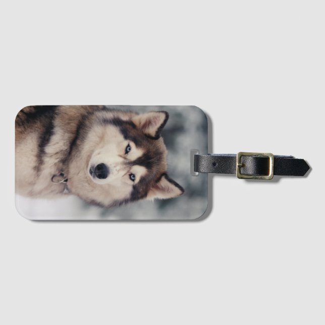 Schöner Husky im Freien Gepäckanhänger (Vorderseite (Horizontal))