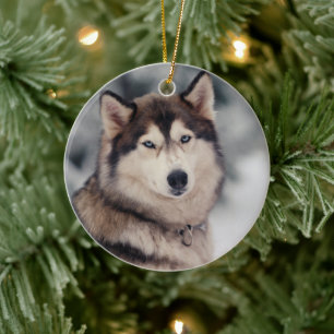 Schöner Husky im Freien Keramik Ornament