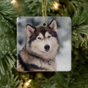 Schöner Husky im Freien Keramikornament