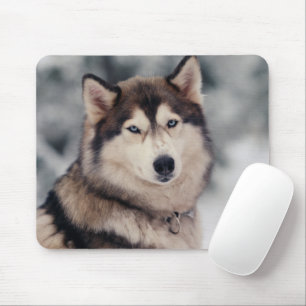 Schöner Husky im Freien Mousepad