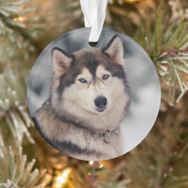 Schöner Husky im Freien Ornament (Baum)