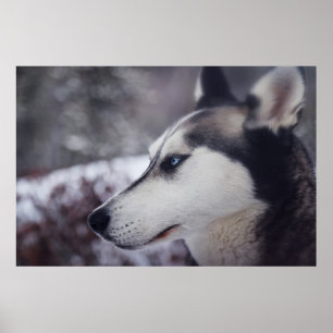 Schöner Husky Nah Up Print Sled Dog Poster