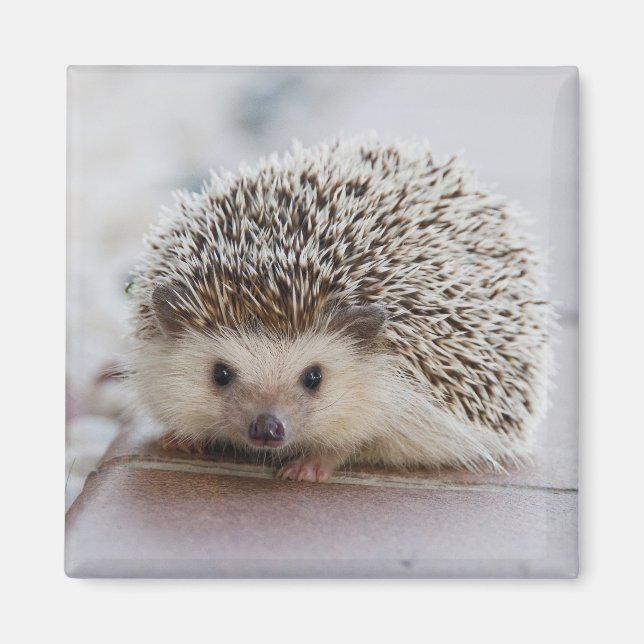 Schöner Igel Magnet (Vorne)