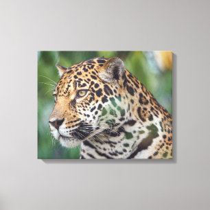 Schöner Jaguar in der Wildnis Leinwanddruck